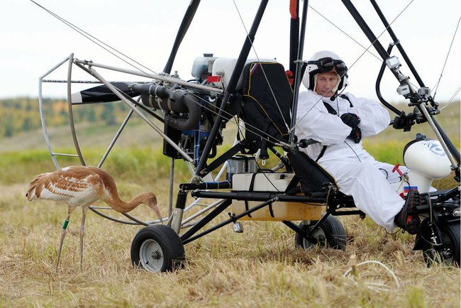 Vladimir Putin leads endangered cranes on migration route