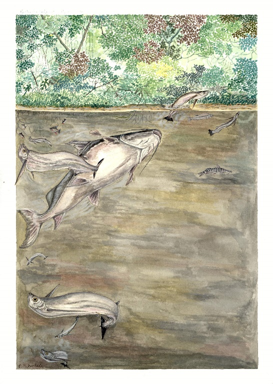 \\Asistente1\public\CARLOS CASTILLO\ictiologia\confusio nov_4.JPG