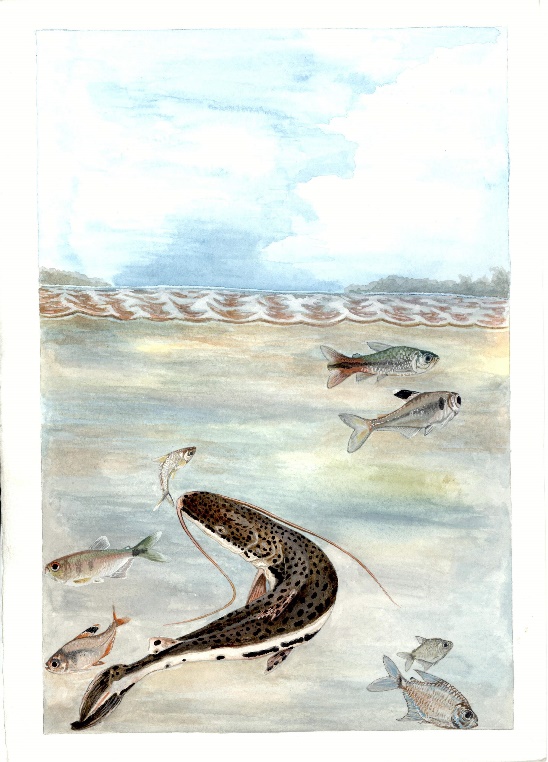 \\Asistente1\public\CARLOS CASTILLO\ictiologia\confusio nov_3.JPG