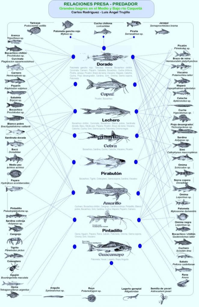 C:\Documents and Settings\All Users\Documentos\simposio peces\Afiche Relaciones presa-predador.jpg