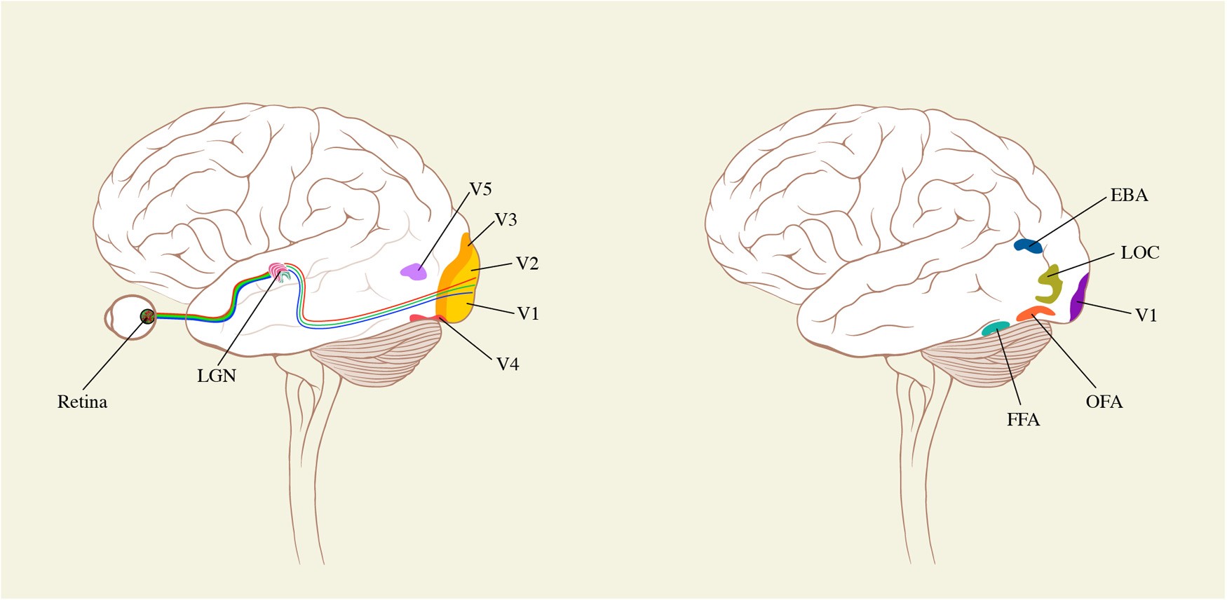 Тест мозга 4. Зоны мозга v1, v2 v4. Area v1, s1 и a1 Braine. Brain Automatic чертеж. Проект мозг 4.5.